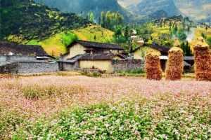 4 địa điểm check-in hoa Tam Giác Mạch Hà Giang tuyệt đẹp