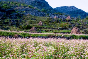 Cao nguyên đá Đồng Văn – Về với Hà Giang nguyên sơ nhất