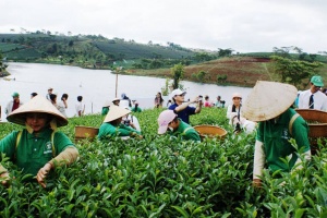 Lễ hội trà ở Đà Lạt - Nghệ thuật trong văn hóa Việt Nam