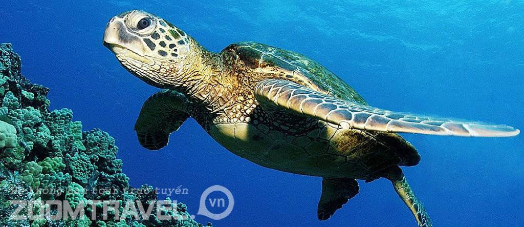 Rùa Biển - Côn Đảo 