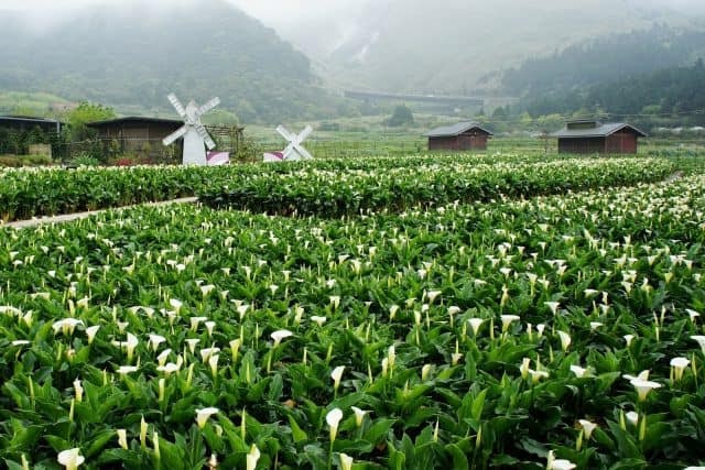 Cánh đồng hoa ở núi Dương Minh