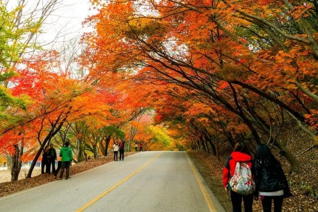 Mùa thu - mùa của những con đường ngập lá phong đỏ ở Đài Loan