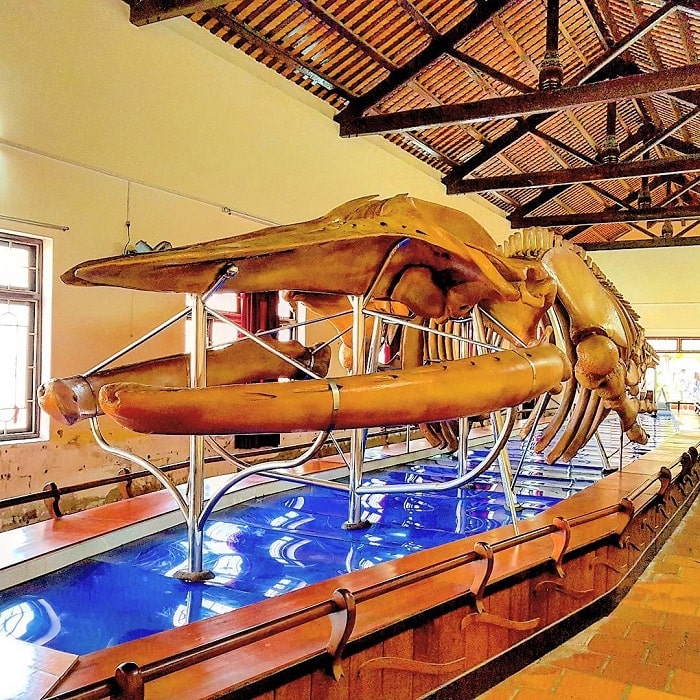 phòng trưng bày xương cá voi
