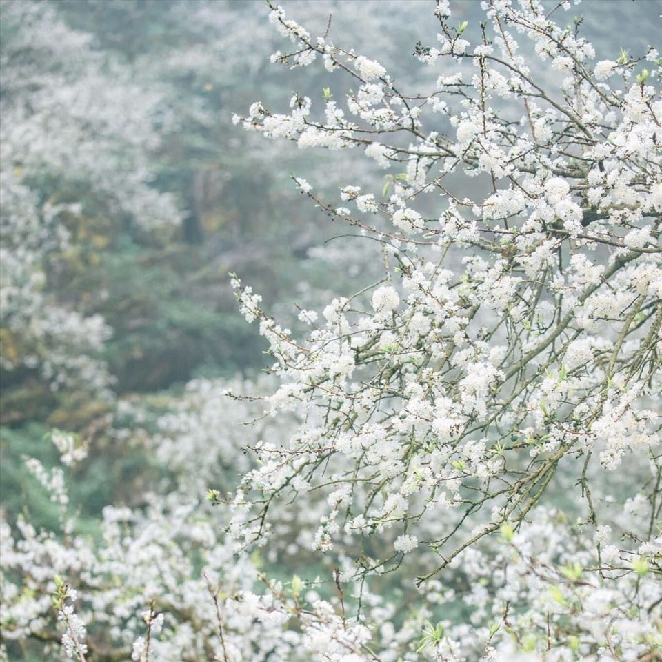 Hoa mận tỏa sắc nở trắng xóa trên thung lũng Mu Náu 