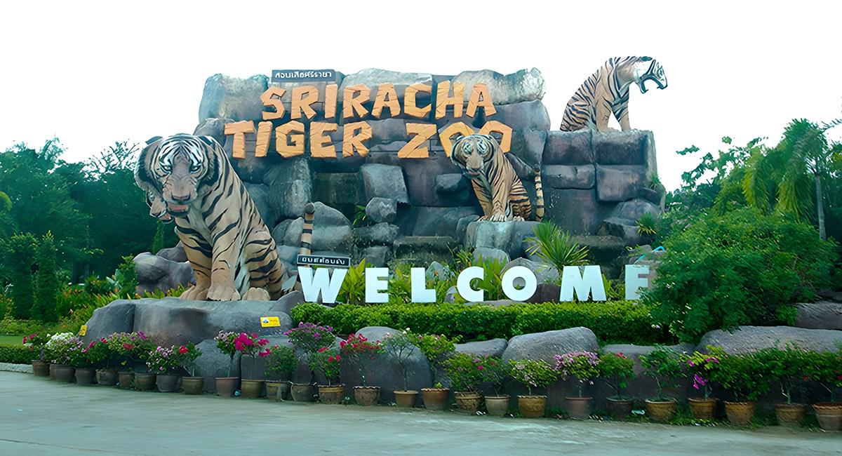 Trại hổ Sriracha Tiger Zoo